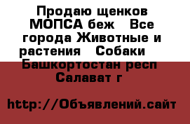 Продаю щенков МОПСА беж - Все города Животные и растения » Собаки   . Башкортостан респ.,Салават г.